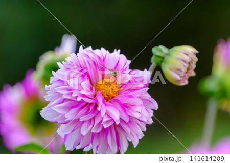 蜂が蜜を吸うピンク色のダリアの花と蕾 蜂が蜜を吸うピンク色のダリアの花と蕾 141614209