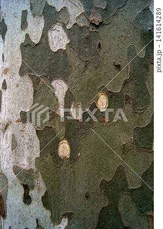 Texture of Platanus tree bark, natural camouflage Texture of Platanus tree bark, natural camouflage 141614289