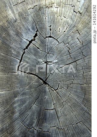 Close-up of the texture of an old wood cross-section with distinct cracks and growth rings Close-up of the texture of an old wood cross-section with distinct cracks and growth rings 141614292