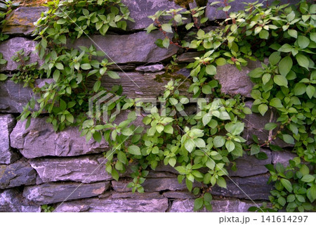 Climbing hydrangea trailing along an old stone wall. 141614297