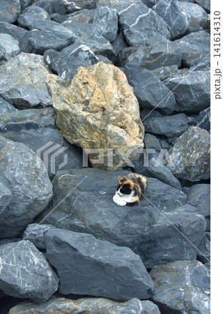 A tricolor cat is resting on large sea boulders. A tricolor cat is resting on large sea boulders. 141614310