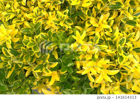 A background of dense, bright foliage of Euonymus fortunei 141614313