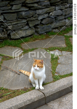 A white and ginger cat sits on a stone path by a wall, capturing the Mediterranean atmosphere of the city A white and ginger cat sits on a stone path by a wall, capturing the Mediterranean atmosphere of the city 141614319