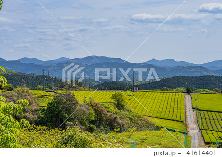 磐田市の茶畑の風景(静岡県) 141614401