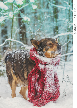 Portrait of a dog with knitted scarf tied around the neck walking in blizzard in the forest 141614406