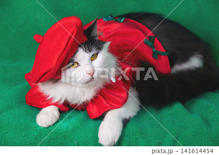 Beautiful funny cat wearing red beret hat and dress lying on green blanket Beautiful funny cat wearing red beret hat and dress lying on green blanket 141614454