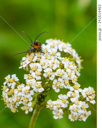 Red Longhorn Beetles Mating on White Yarrow Blossom with Soft Green Background in Summer Nature Scene 141614463