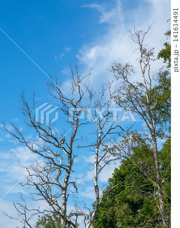 Dead Birch Trees with Bare Branches Against Blue Sky in Forest Showing Natural Decay and Resilience Scene 141614491