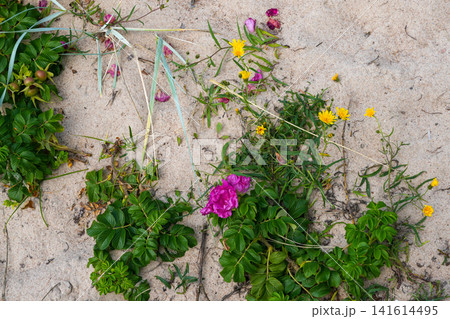 Wild Coastal Flowers and Dune Vegetation Growing on Baltic Sea Sand Dunes in Latvia During Summer Season Wild Coastal Flowers and Dune Vegetation Growing on Baltic Sea Sand Dunes in Latvia During Summer Season 141614495