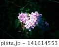 ハートの紫陽花 141614553