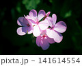 ピンクの花 141614554