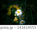 白いマーガレット 141614555