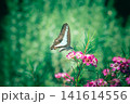 花と蝶 141614556