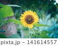 夏の花のある風景 141614557