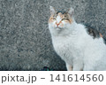 見つめる猫 141614560