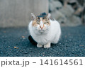 見つめる猫 141614561