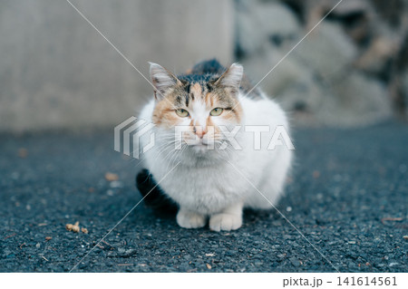 見つめる猫 見つめる猫 141614561