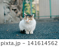 見つめる猫 141614562