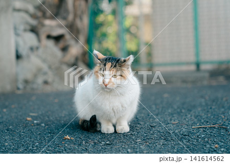 見つめる猫 見つめる猫 141614562