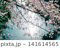 川と桜 141614565