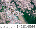 桜のある風景 141614566