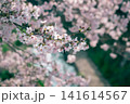 桜のある風景 141614567