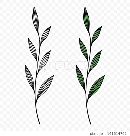 Botanical Hand Drawn Leaf Branch, Vector Illustration. Botanical Green Leaf with Outline. Branch Illustration with Three Stems and Leaves Isolated. Floral and Nature Design Botanical Hand Drawn Leaf Branch, Vector Illustration. Botanical Green Leaf with Outline. Branch Illustration with Three Stems and Leaves Isolated. Floral and Nature Design 141614761