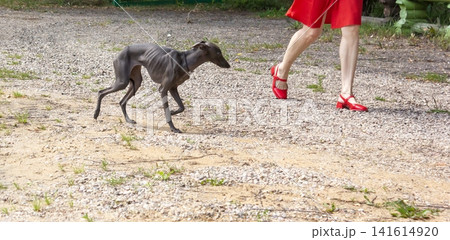An Italian Greyhound is walking down the street with its owner on a summer day. An Italian Greyhound is walking down the street with its owner on a summer day. 141614920