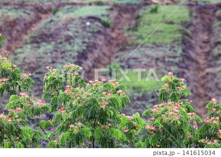 Top of Albizia julibrissin Silk Tree in bloom. The pink, fluffy flowers of the Silk Tree Albizia julibrissin burst among delicate fern-like leaves. fluffy pink petal blossoms spring. Top of Albizia julibrissin Silk Tree in bloom. The pink, fluffy flowers of the Silk Tree Albizia julibrissin burst among delicate fern-like leaves. fluffy pink petal blossoms spring. 141615034
