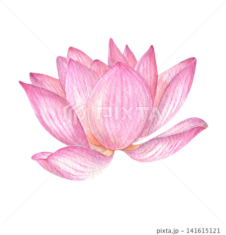 Pink lotus flowers. Watercolor illustration. Chinese water lily. Design for the design of invitations, and other items. Pink lotus flowers. Watercolor illustration. Chinese water lily. Design for the design of invitations, and other items. 141615121