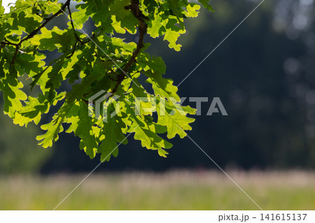 Sunlit oak leaves hang from a slender branch, backlit Sunlit oak leaves hang from a slender branch, backlit 141615137