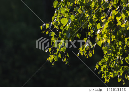Delicate birch leaves hang from slender branches Delicate birch leaves hang from slender branches 141615138