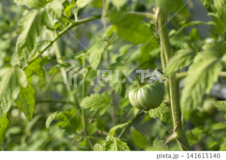 A close-up of a green unripe tomato hanging from a healthy tomato plant A close-up of a green unripe tomato hanging from a healthy tomato plant 141615140
