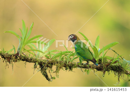 Brown-hooded parrot (Pyrilia haematotis) sitting on a tree branch, in nature habitat, Costa Rica Brown-hooded parrot (Pyrilia haematotis) sitting on a tree branch, in nature habitat, Costa Rica 141615453