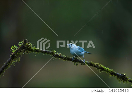 Blue-gray Tanager (Thraupis episcopus) perched on a tree branch. blue bird in the nature habitat. Costa Rica. Wildlife scene from nature. 141615456
