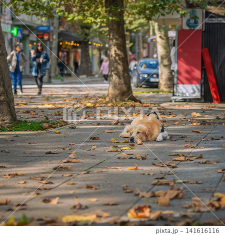 Golden Retriever Resting on Sidewalk in Autumn City. Golden retriever wearing working harness rests on sidewalk covered with fallen autumn leaves. Urban background, softly blurred Pedestrians, shops 141616116