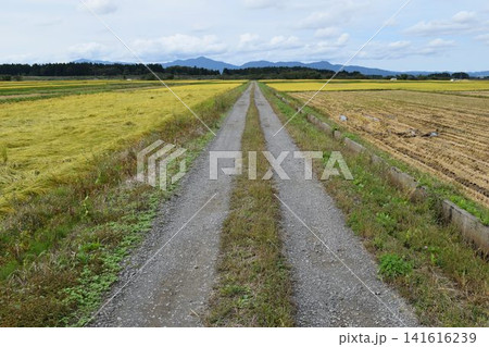 農道と田園風景 山形県庄内 農道と田園風景 山形県庄内 141616239