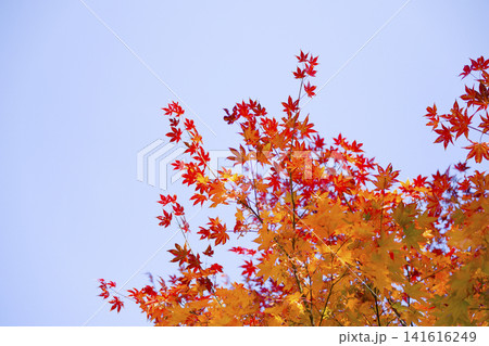 北海道の紅葉 北海道の紅葉 141616249