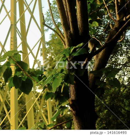 Green Tree Trunk and Leaves with Urban Steel Structure in Summer Park Green Tree Trunk and Leaves with Urban Steel Structure in Summer Park 141616493