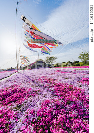 東庄ふれあいセンターの芝桜と鯉のぼり 東庄ふれあいセンターの芝桜と鯉のぼり 141616583