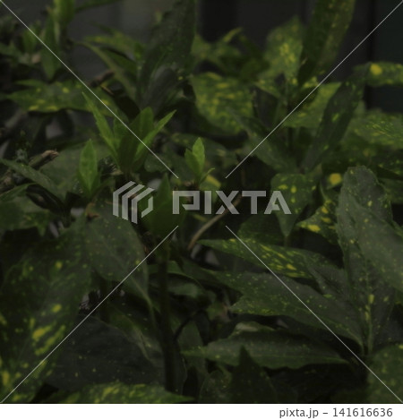Fresh Green Shoots Emerging Among Variegated Leaves Fresh Green Shoots Emerging Among Variegated Leaves 141616636