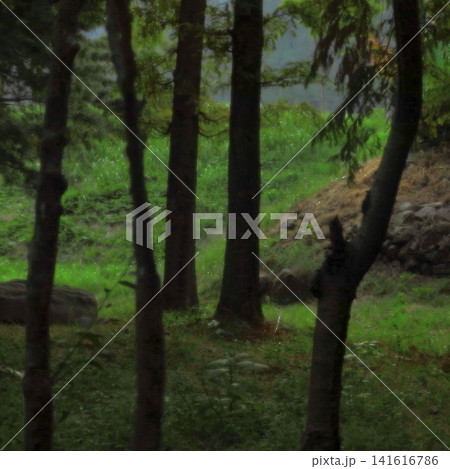Peaceful Forest Trees with Lush Green Meadow in Summer Peaceful Forest Trees with Lush Green Meadow in Summer 141616786