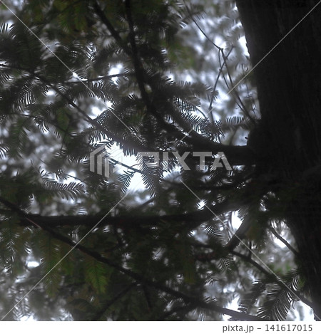 Backlit Forest Branches and Tree Trunk in Soft Natural Light Backlit Forest Branches and Tree Trunk in Soft Natural Light 141617015