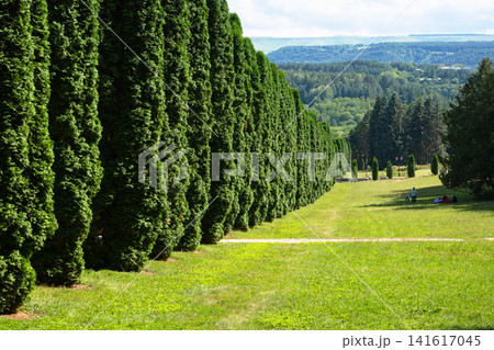 Long row of tall green coniferous trees in a large park. Summer landscape with a grassy field, distant hills, and natural hedge. Outdoor scenery with thuja 141617045