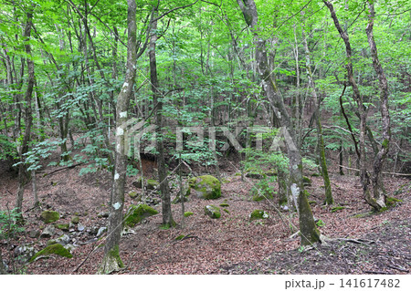 深い森の風景 深い森の風景 141617482
