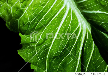 Close-up shot highlighting the intricate vein pattern of a vibrant green lettuce leaf against a black backdrop Close-up shot highlighting the intricate vein pattern of a vibrant green lettuce leaf against a black backdrop 141617564