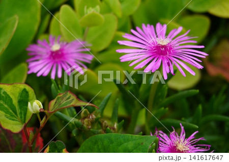 鮮やかなピンク色のマツバギクの花 141617647