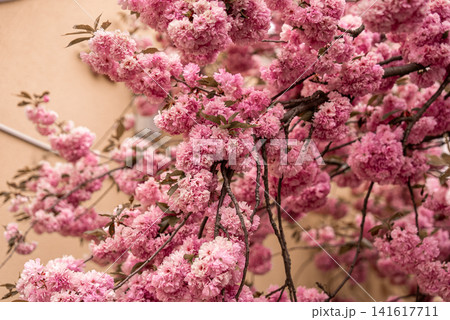 Beautiful Pink Blooming Sakura Tree In Sunlight Spring Blossoms. Natural Beauty. Beautiful Pink Blooming Sakura Tree In Sunlight Spring Blossoms. Natural Beauty. 141617711