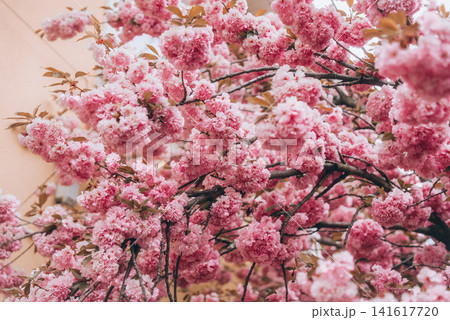 Blooming sakura branches illuminated by warm sunlight. Delicate pink blossoms glow in soft rays Blooming sakura branches illuminated by warm sunlight. Delicate pink blossoms glow in soft rays 141617720