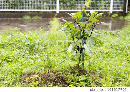 雑草が生えた家庭菜園で育つナス 雑草が生えた家庭菜園で育つナス 141617795